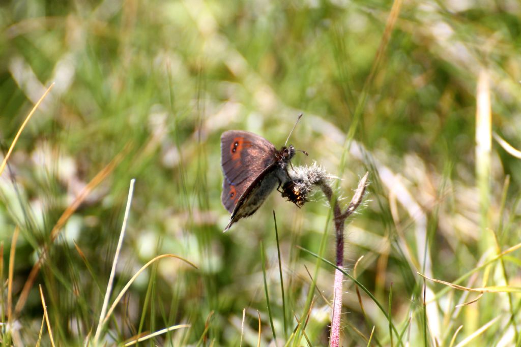 Erebia montana ed Erebia dromus/cassioides